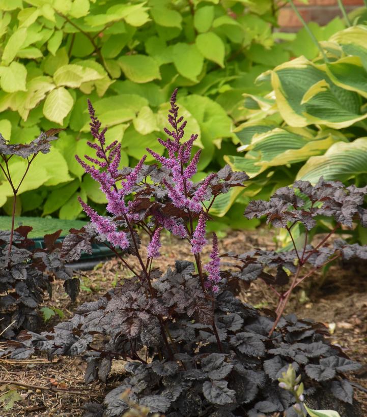 Astilbe 'Dark Side of the Moon'