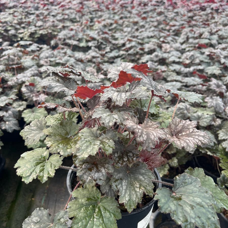 Heuchera Frosted Violet