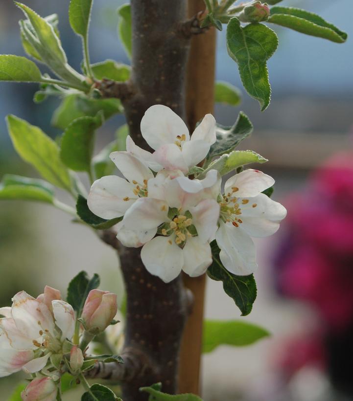 Malus domestica Scarlet Sentinel™