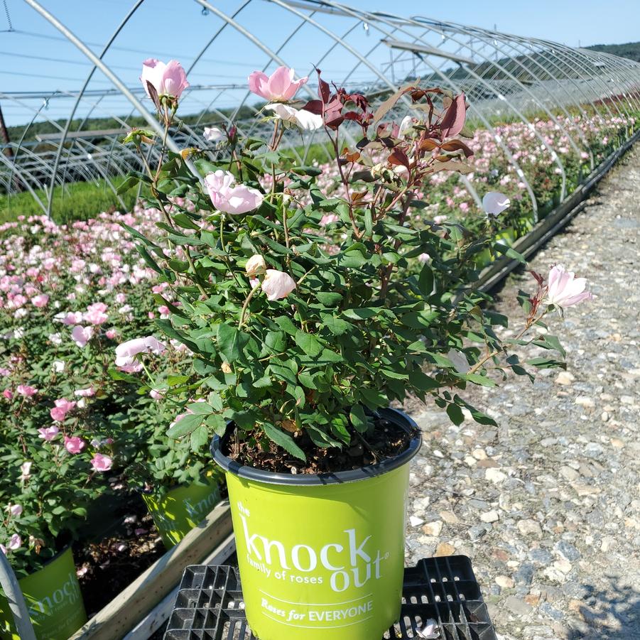 Rosa Blushing Knock Out®