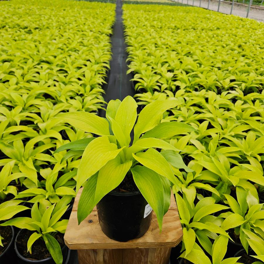 Hosta 'Dancing Queen'