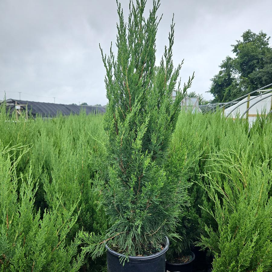 Juniperus chinensis 'Spartan'