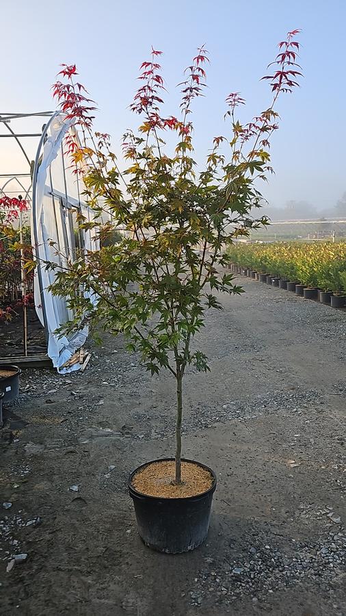 Acer palmatum 'Bloodgood'