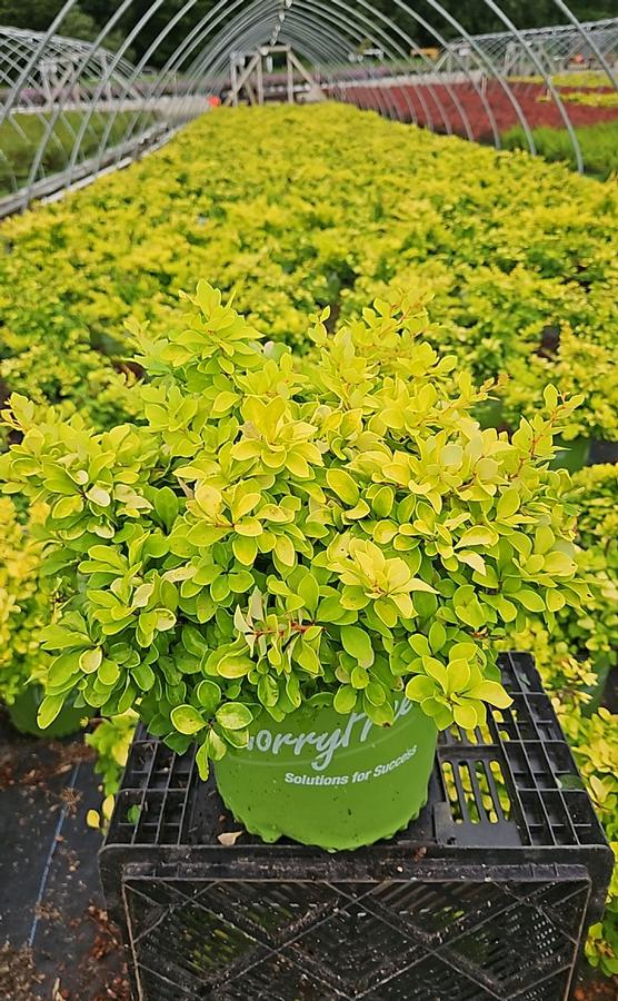 Berberis WorryFree® Lemon Glow®