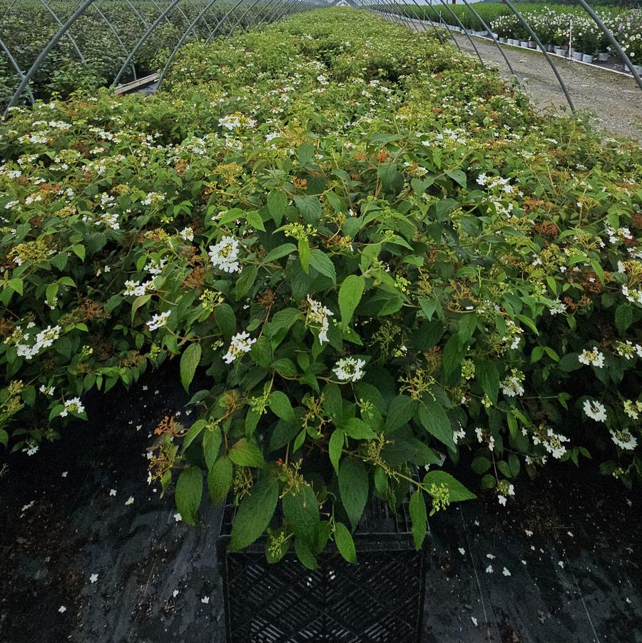 Viburnum p. t. Summer Snowflake