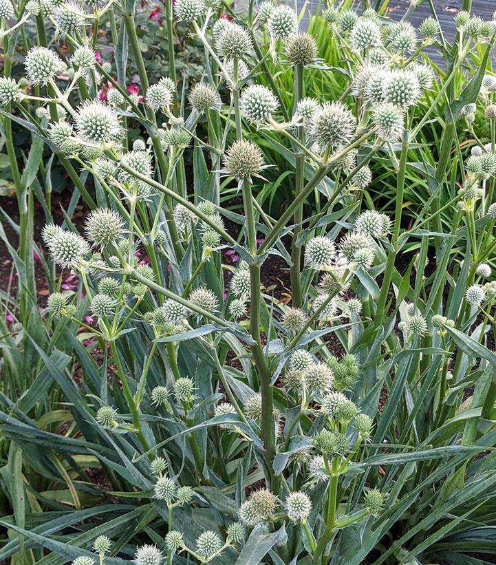 Eryngium yuccifolium 