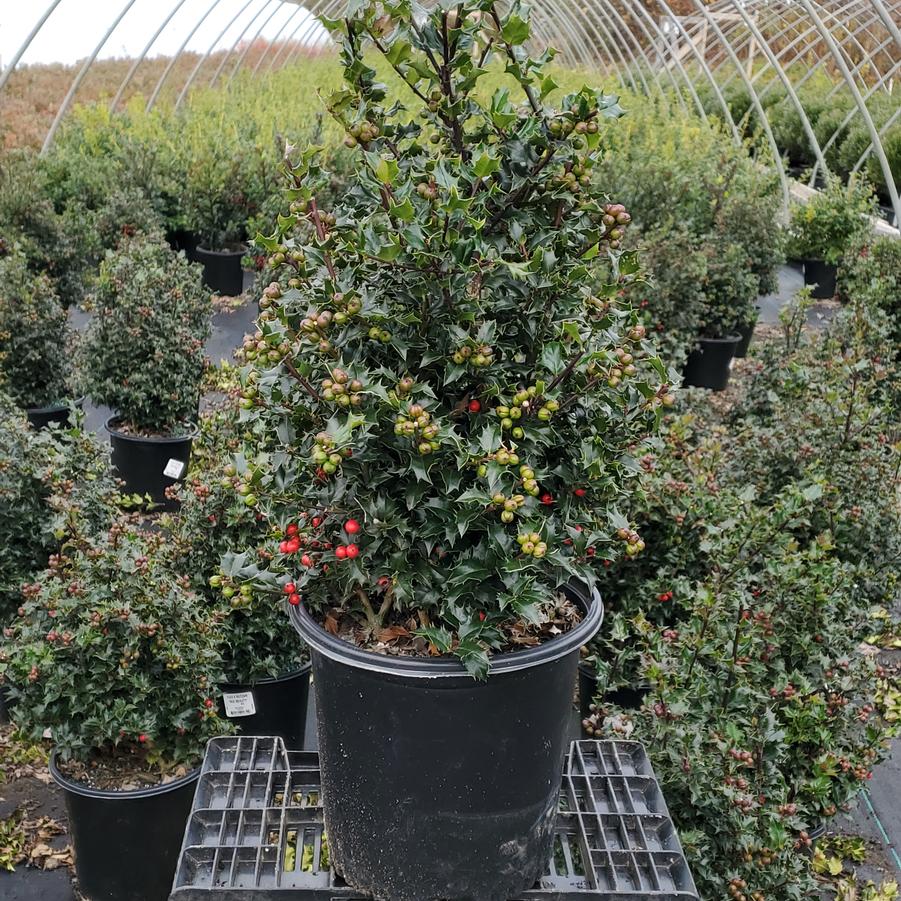 Ilex X Red Beauty™