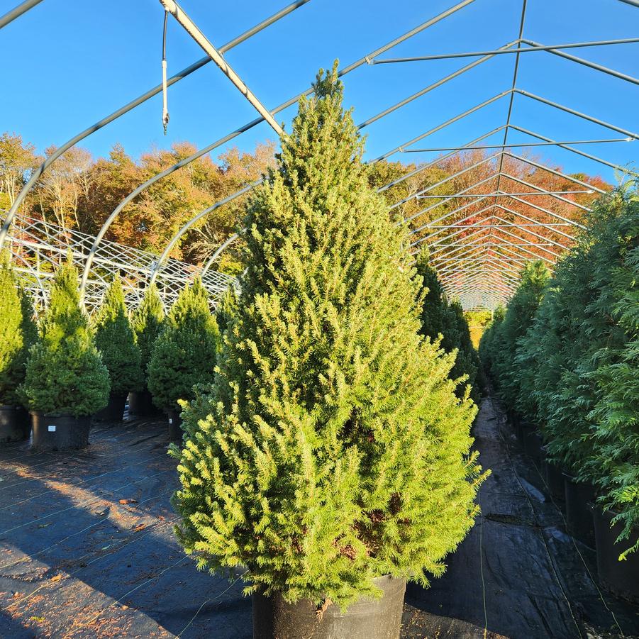 Picea glauca 'Conica'