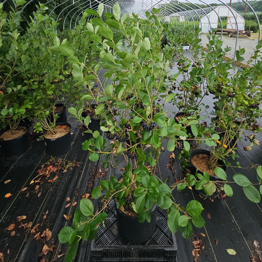 Aronia melanocarpa 'Viking'