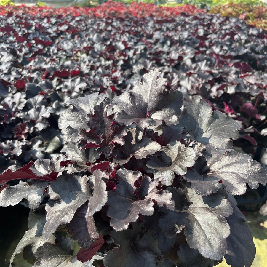 Heuchera hybrid Primo® Black Pearl