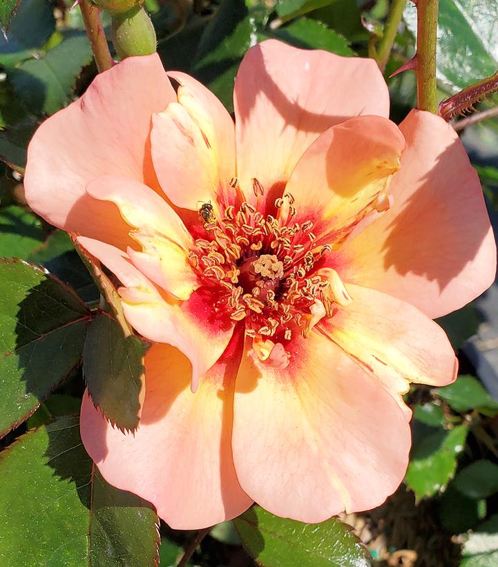 Rosa Flower Carpet® Peach
