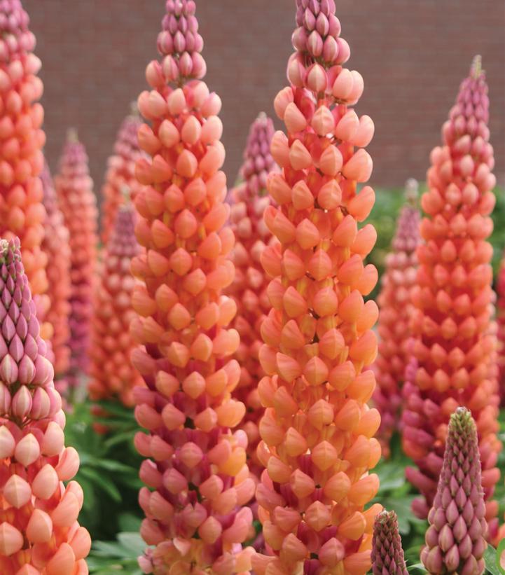 Lupinus Westcountry™ 'Salmon Star'