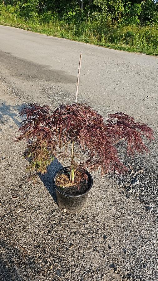 Acer palmatum dissectum 'Tamukeyama'