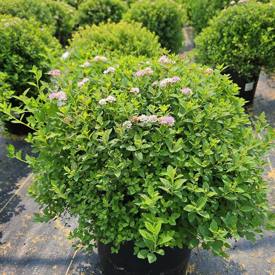 Spiraea jap. Little Princess