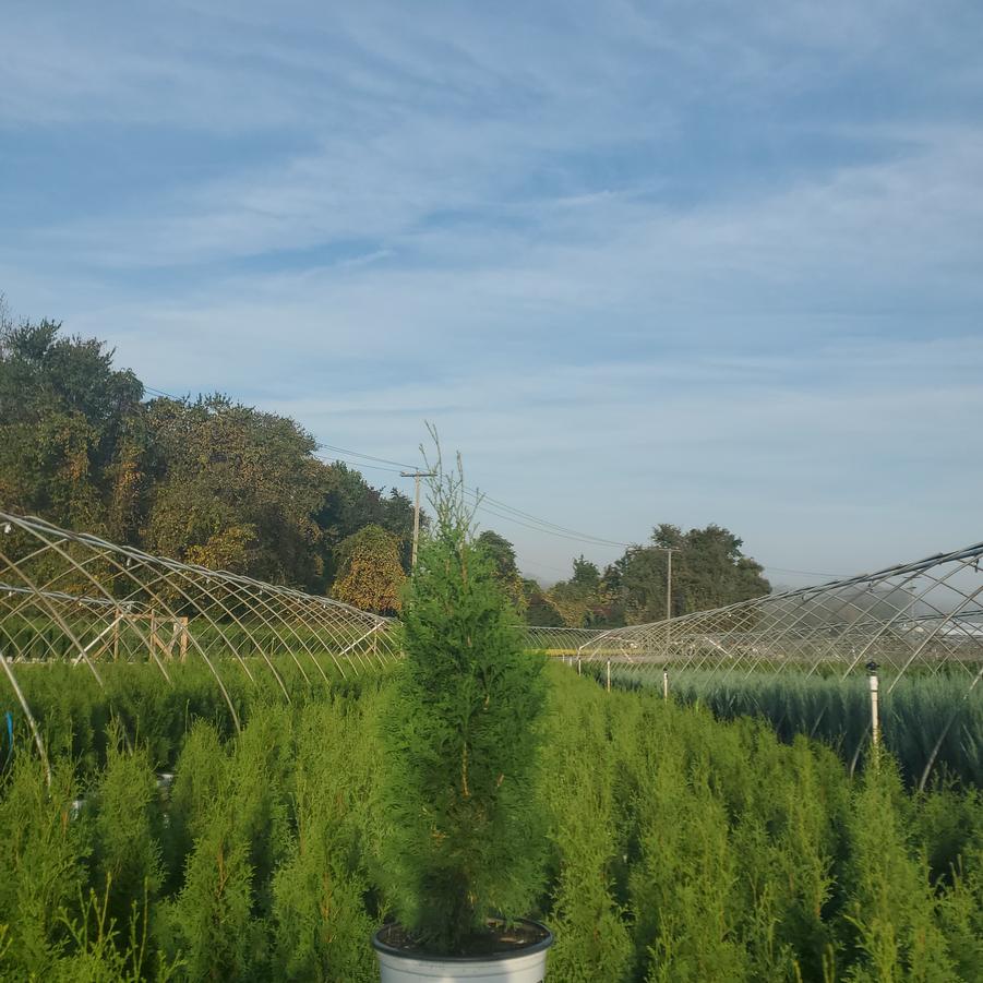 Thuja occidentalis North Pole®