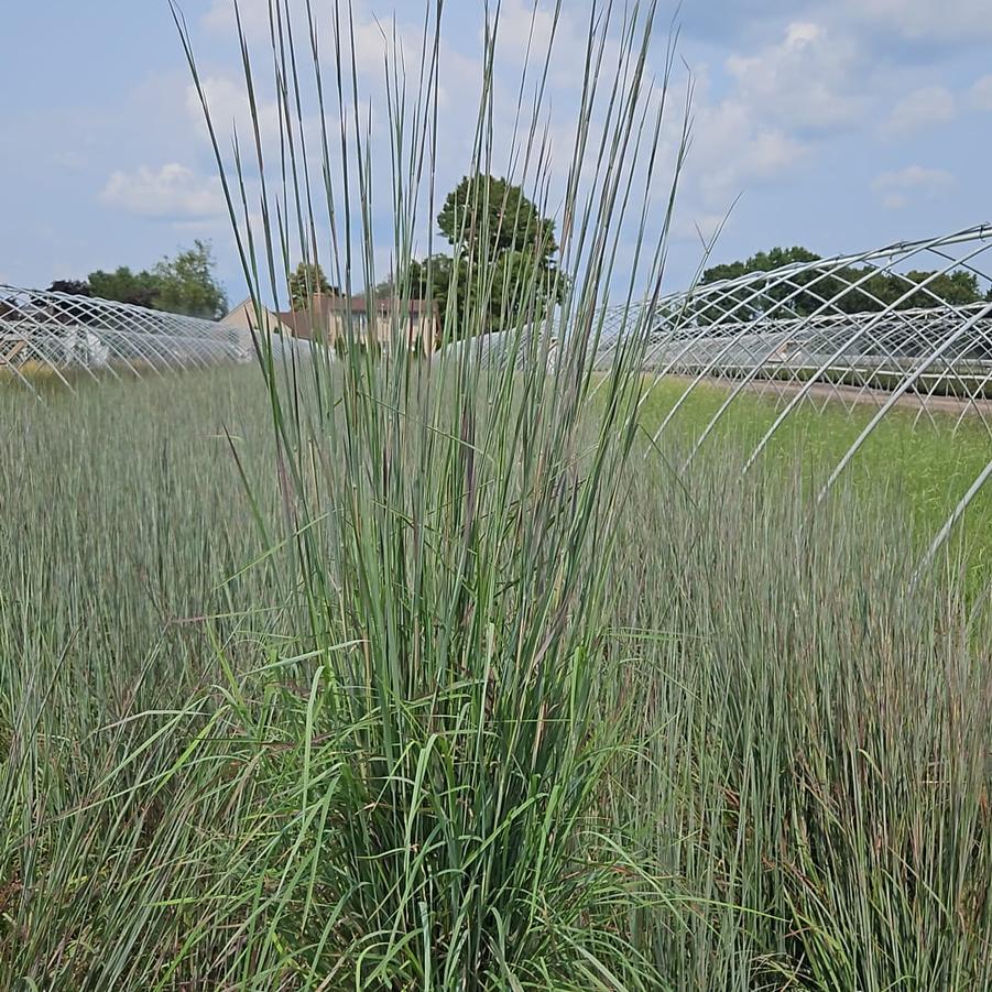 Schizachyrium scoparium 'Standing Ovation'