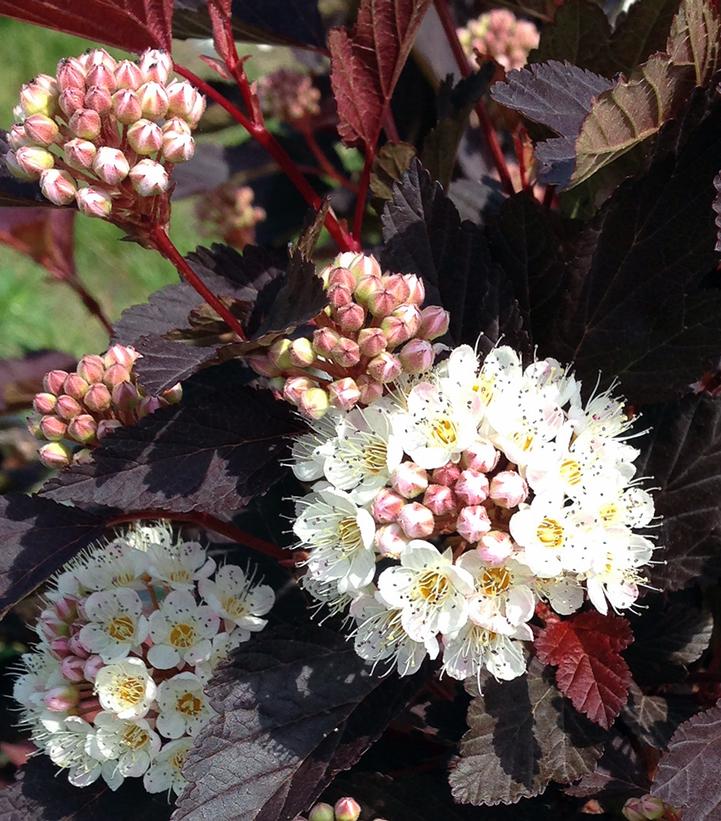 Physocarpus opu. Chroma Chameleon