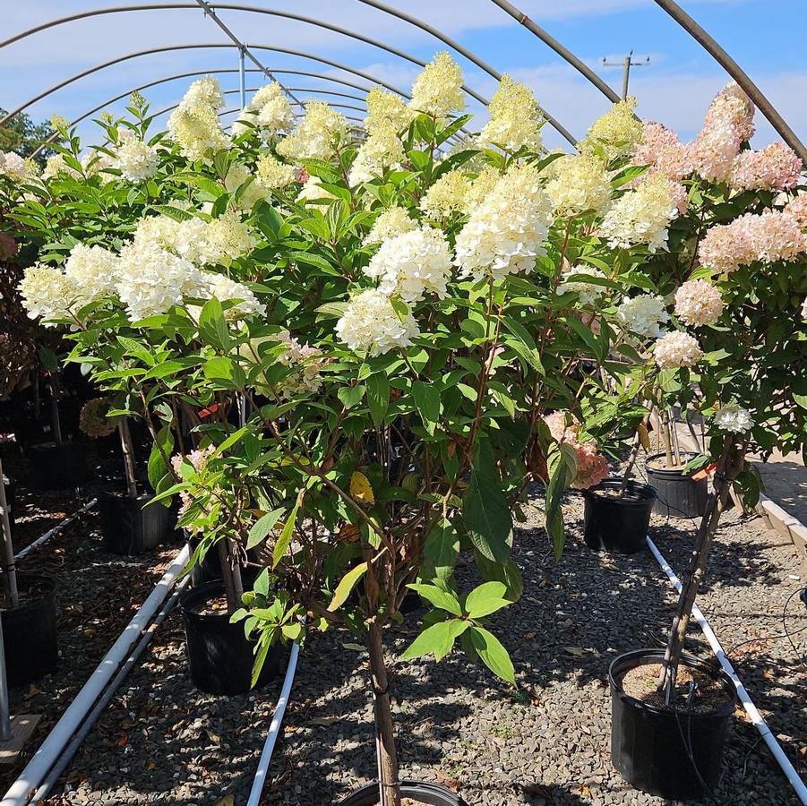 Hydrangea pan. Sweet Summer