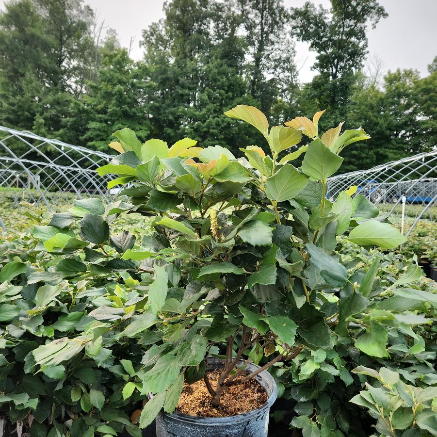 Fothergilla major 'Mount Airy'