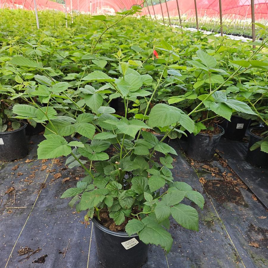 Rubus fruticosus 'Chester'