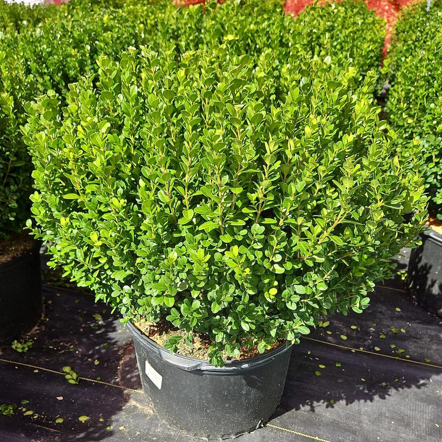 Buxus NewGen Freedom®