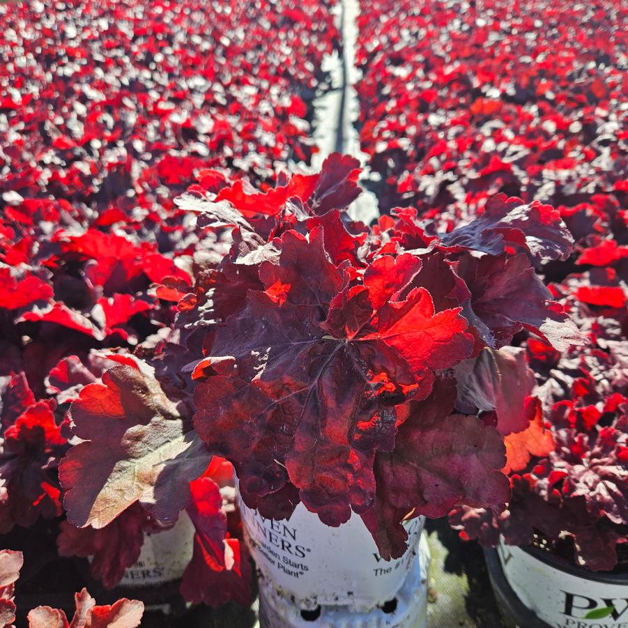 Heuchera hybrid Primo™ 'Mahogany Monster'