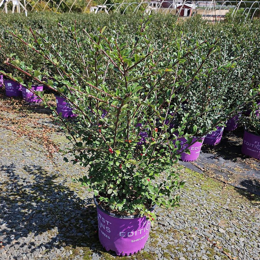 Cotoneaster lucidus x apiculatus Autumn Inferno®