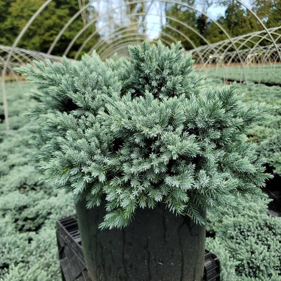 Juniperus squamata 'Blue Star'