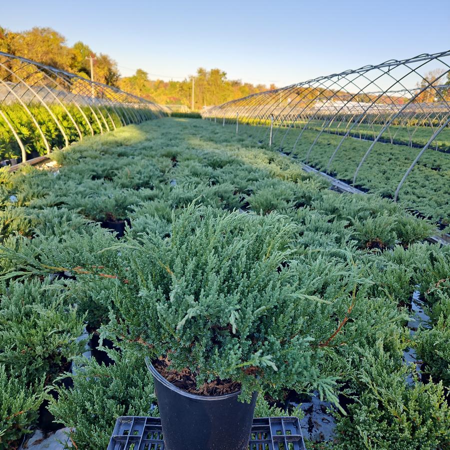 Juniperus chin. Sargentii Viridis