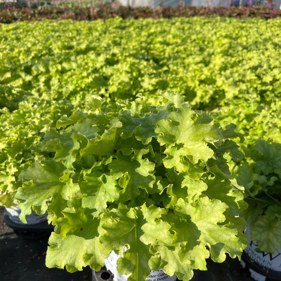 Heuchera hybrid Dolce® 'Apple Twist'