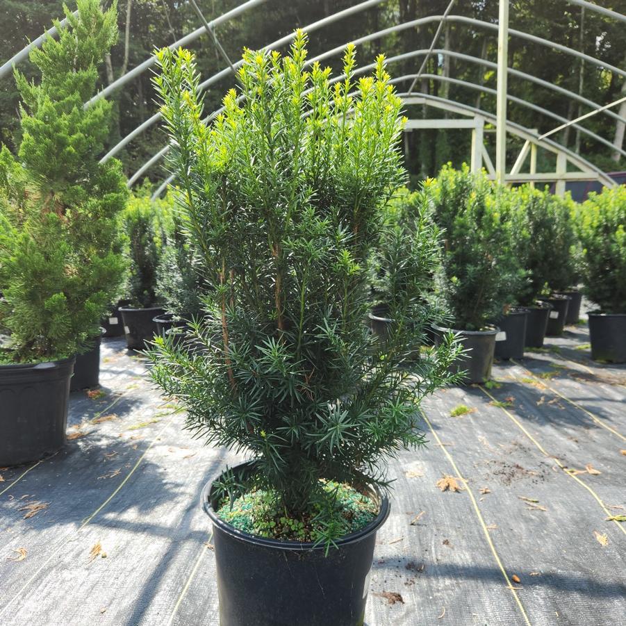 Taxus media Hicksii