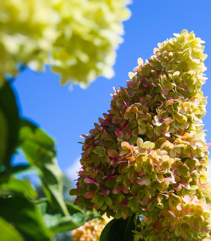 Hydrangea paniculata Dragon Baby™