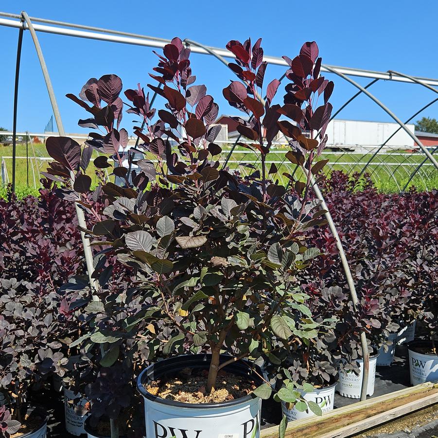 Cotinus coggygria Winecraft Black®