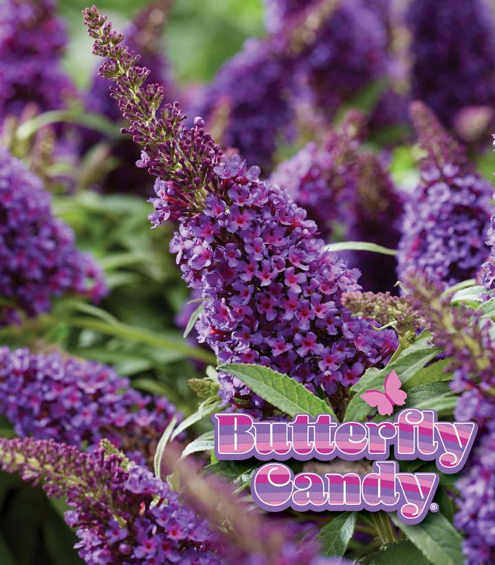 Buddleia davidii Butterfly Candy® Li'l Grape™