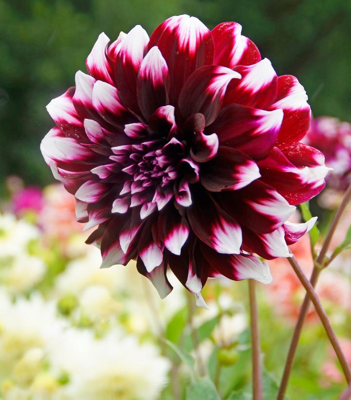 Dahlia 'Contraste'