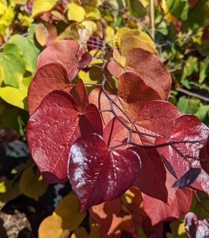 Cercis canadensis Flame Thrower®