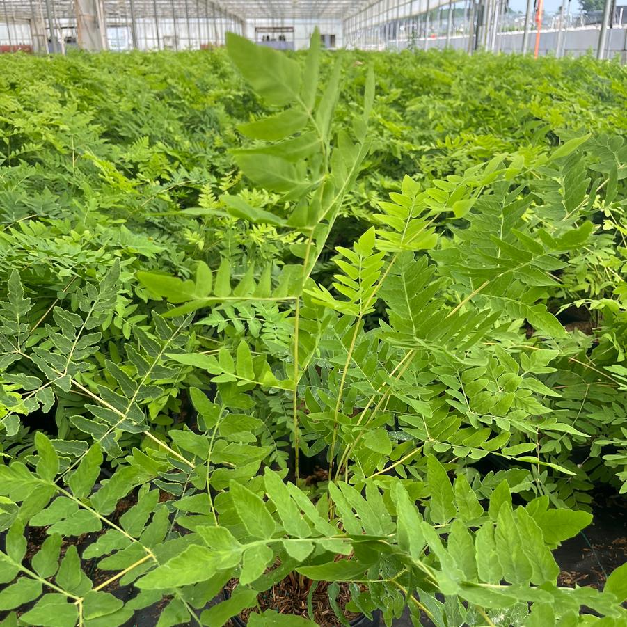 Osmunda regalis 