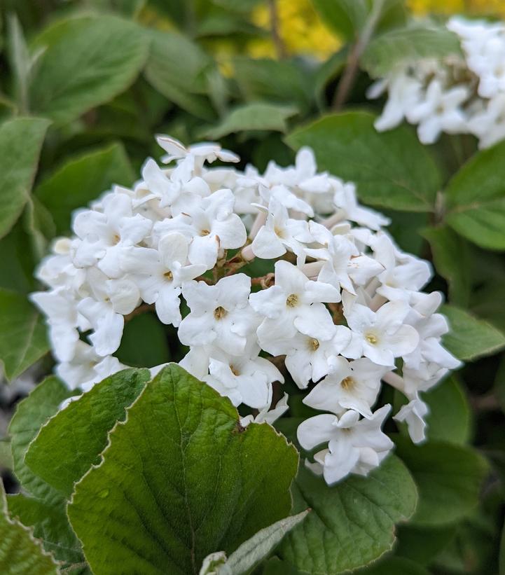 Viburnum carlesii Spice Island™