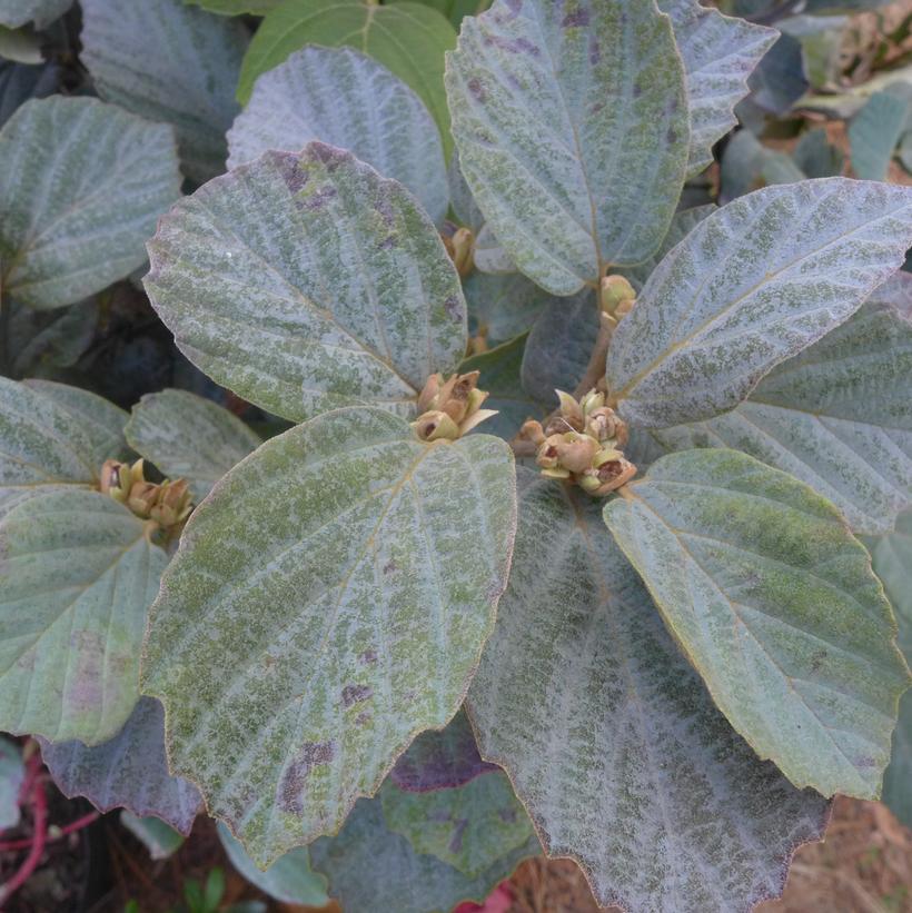 Fothergilla major 'Blue Shadow'