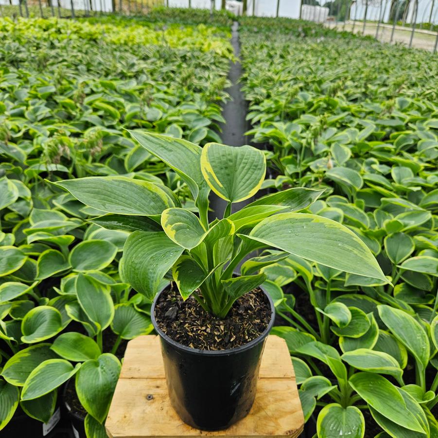 Hosta Frances Williams