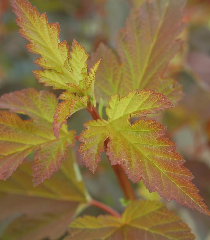 Physocarpus opulifolius Summer Wine®