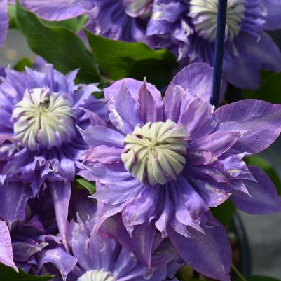 Clematis Diamantina