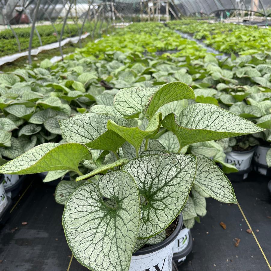 Brunnera macrophylla 'Queen of Hearts'