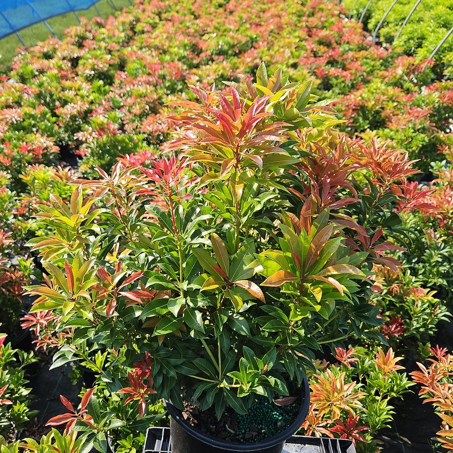 Pieris jap. 'Mountain Fire'