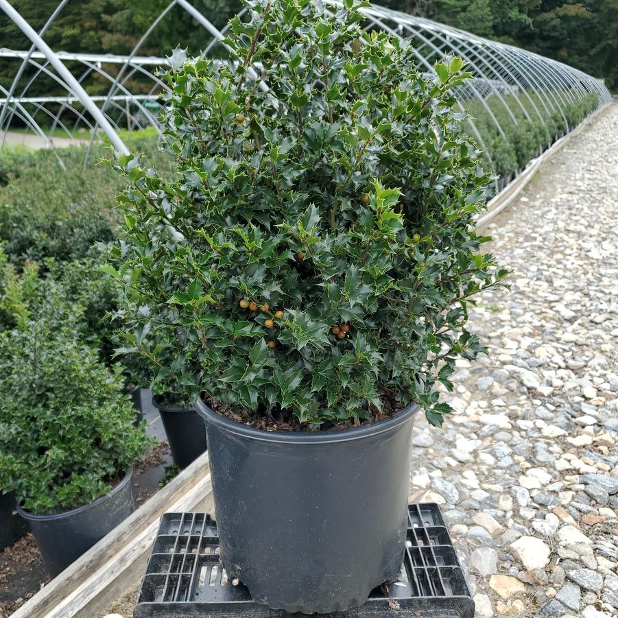 Ilex X Red Beauty™