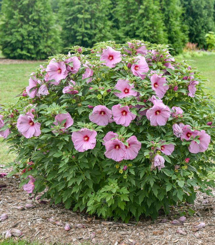 Hibiscus SUMMERIFIC® 'Lilac Crush'