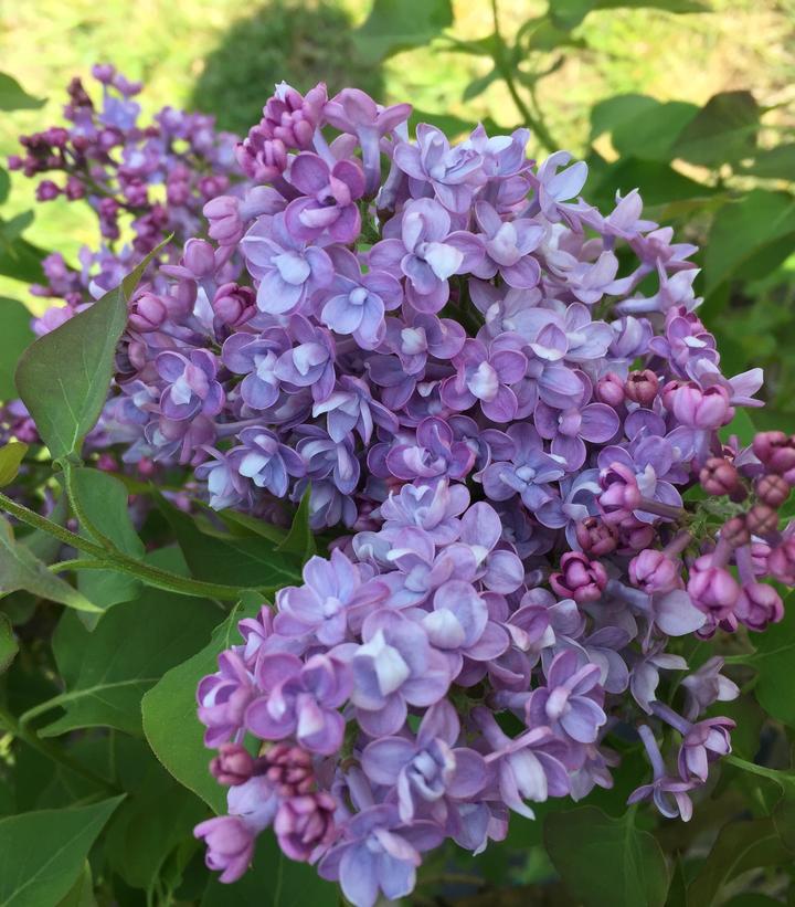 Syringa x hyd. Scentara® Double Blue