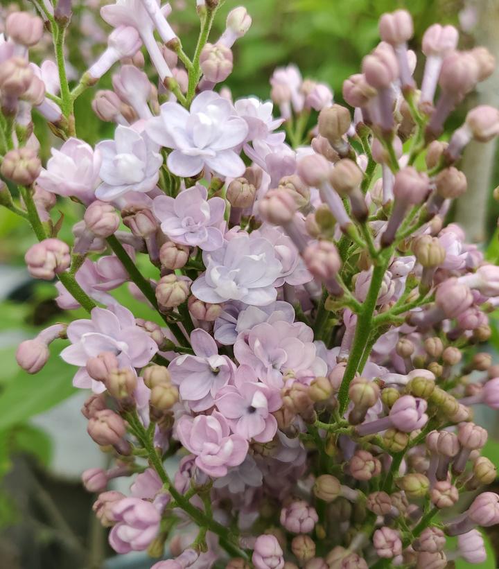 Syringa x hyd. Scentara® Double Blue