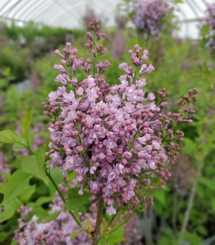 Syringa x hyd. Scentara® Double Blue