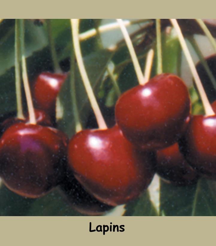 Prunus X Lapins